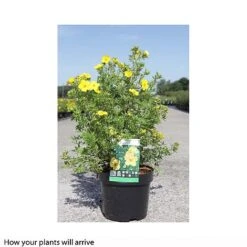 Potentilla Fruticosa 'Goldfinger' -Perfect Greenery POTE T66402 B h