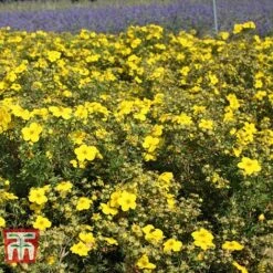 Potentilla Fruticosa 'Goldfinger' -Perfect Greenery POTE T66402 D
