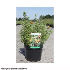 Potentilla Fruticosa 'Hopleys Orange' -Perfect Greenery POTE T66403 B h