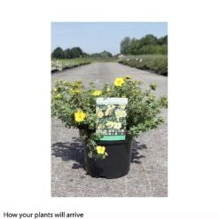Potentilla Fruticosa 'Medicine Wheel Mountain' -Perfect Greenery POTE T66407 B h