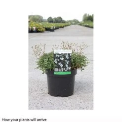 Potentilla Tridentata 'Nuuk' -Perfect Greenery POTE T66409 A h