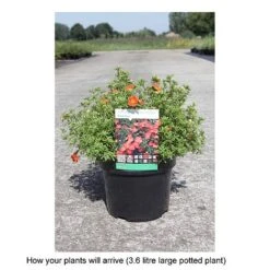 Potentilla Fruticosa 'Red Ace' -Perfect Greenery POTE T68158 B h
