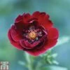 Potentilla Thurberi 'Monarch's Velvet' -Perfect Greenery POTE T82216 A