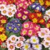 Primrose 'Arizona Bicolor' (Pre-Planted) -Perfect Greenery PREP KB1605 A