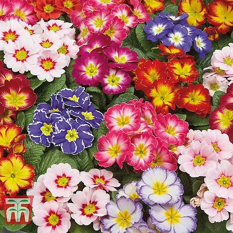 Primrose 'Arizona Bicolor' (Pre-Planted) 3 Primrose 'Arizona Bicolor' (Pre-Planted)