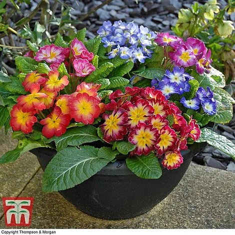 Primrose 'Arizona Bicolor' (Pre-Planted) 4 Primrose 'Arizona Bicolor' (Pre-Planted) - Image 2