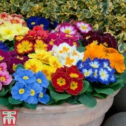 Primrose 'Alaska Improved Mixed' -Perfect Greenery PRIM T10222 B