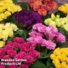 Primrose 'Primlet Tropical Mix' -Perfect Greenery PRIMTROP KB8265 A