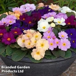 Primrose 'Obsidian Mixed' -Perfect Greenery PRIM OBSIDIANM S48934
