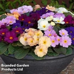 Primrose 'Obsidian Mixed' -Perfect Greenery PRIM OBSIDIANM S48936
