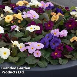 Primrose 'Obsidian Mixed' -Perfect Greenery PRIM OBSIDIANM S48939