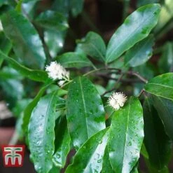 Prunus Laurocerasus 'Rotundifolia' -Perfect Greenery PRUN T57540 B1