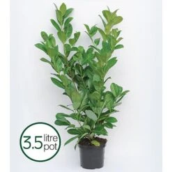 Prunus Laurocerasus 'Rotundifolia' -Perfect Greenery PRUN T57540 B h