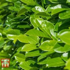 Prunus Laurocerasus 'Rotundifolia' -Perfect Greenery PRUN T57540 C