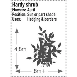 Prunus Laurocerasus 'Rotundifolia' -Perfect Greenery PRUN T57540 C h