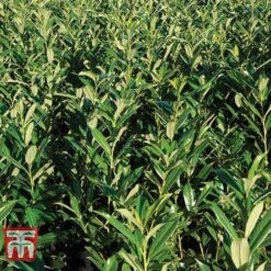 Prunus Laurocerasus 'Rotundifolia' -Perfect Greenery PRUN T57540 D