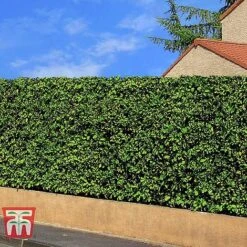 Prunus Laurocerasus 'Rotundifolia' -Perfect Greenery PRUN T57540 E