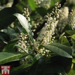 Prunus Laurocerasus 'Etna' -Perfect Greenery PRUN T58250 C