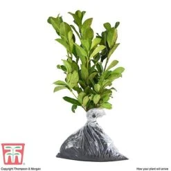 Prunus Laurocerasus 'Etna' -Perfect Greenery PRUN T58250 D