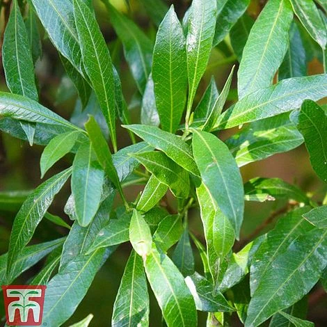 Prunus Laurocerasus 'Caucasica' 4 Prunus Laurocerasus 'Caucasica' - Image 2