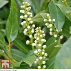 Prunus Laurocerasus 'Otto Luyken' -Perfect Greenery PRUN T66414 A