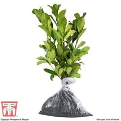 Prunus Laurocerasus 'Otto Luyken' -Perfect Greenery PRUN T66414 C