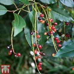 Prunus Lusitanica -Perfect Greenery PRUN T66415T C