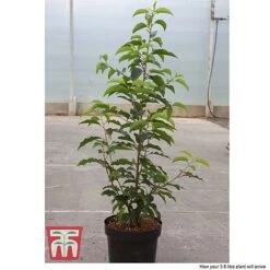 Prunus Lusitanica -Perfect Greenery PRUN T66415T D