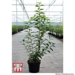 Prunus Lusitanica 'Angustifolia' -Perfect Greenery PRUN T66416 C1