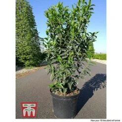 Prunus Lusitanica 'Angustifolia' -Perfect Greenery PRUN T66416 D1