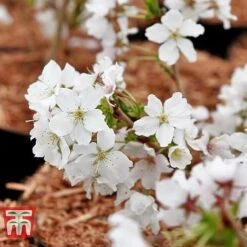 Prunus Nipponica 'Brilliant' -Perfect Greenery PRUN T66417 C