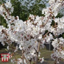Prunus Nipponica 'Brilliant' -Perfect Greenery PRUN T66417 D