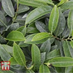 Prunus Laurocerasus 'Mount Vernon'