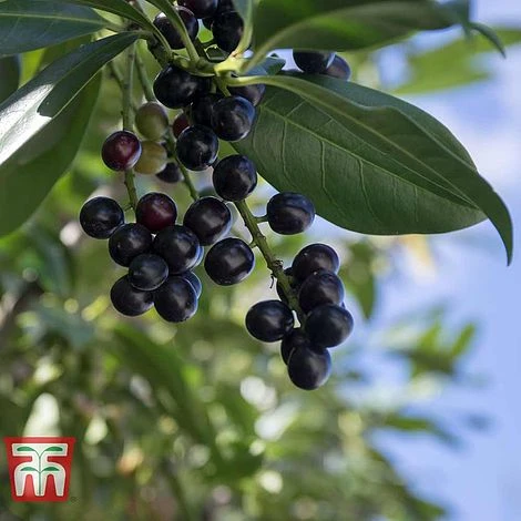 Prunus Laurocerasus 'Novita' 3 Prunus Laurocerasus 'Novita'