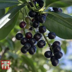 Prunus Laurocerasus 'Novita' 6 Prunus Laurocerasus 'Novita' -Perfect Greenery PRUN T68172 B