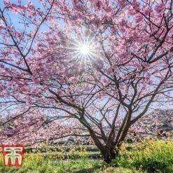 Prunus 'Accolade' -Perfect Greenery PRUN TKA0809 B