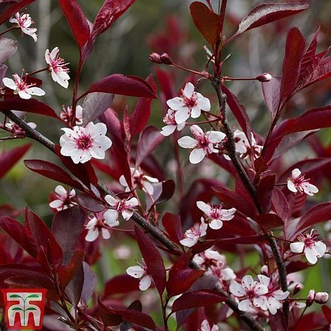 Prunus X Cistena 3 Prunus X Cistena