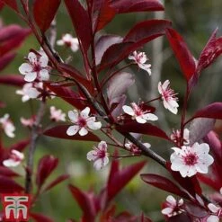 Prunus X Cistena 13 Prunus X Cistena -Perfect Greenery PRUN TKA3390 B