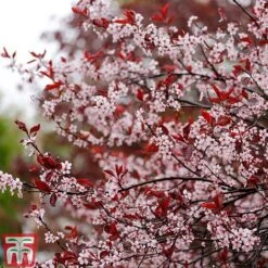 Prunus X Cistena 10 Prunus X Cistena -Perfect Greenery PRUN TKA3390 C
