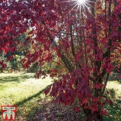 Prunus X Cistena 11 Prunus X Cistena -Perfect Greenery PRUN TKA3390 E