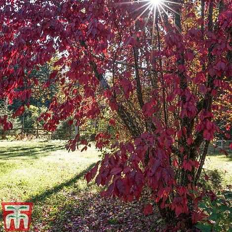 Prunus X Cistena 5 Prunus X Cistena - Image 3