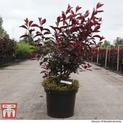 Prunus X Cistena 12 Prunus X Cistena -Perfect Greenery PRUN TKA3390 F