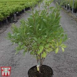 Prunus Tenella 'Fire Hill' -Perfect Greenery PRUN TKA3410 A