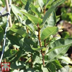 Prunus Tenella 'Fire Hill' -Perfect Greenery PRUN TKA3410 B