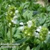 Prunella Grandiflora 'White' -Perfect Greenery PRUN GRADWHITE S45013