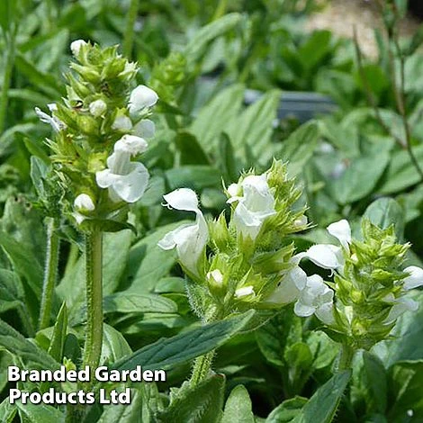 Prunella Grandiflora 'White' 3 Prunella Grandiflora 'White'