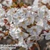 Prunus Incisa 'Mikinori'