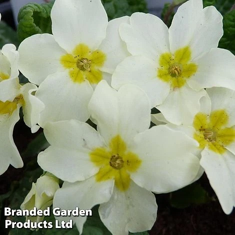Prunella Vulgaris 3 Prunella Vulgaris