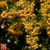 Pyracantha 'Soleil D'Or' -Perfect Greenery PYRA T58007 A