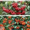 Pyracantha Collection -Perfect Greenery PYRA T82787P A